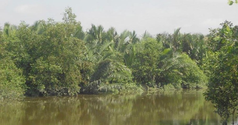 প্রকৃতির এক অপরূপ লীলা ভূমি চিত্রাপাড়ের সুন্দরবন