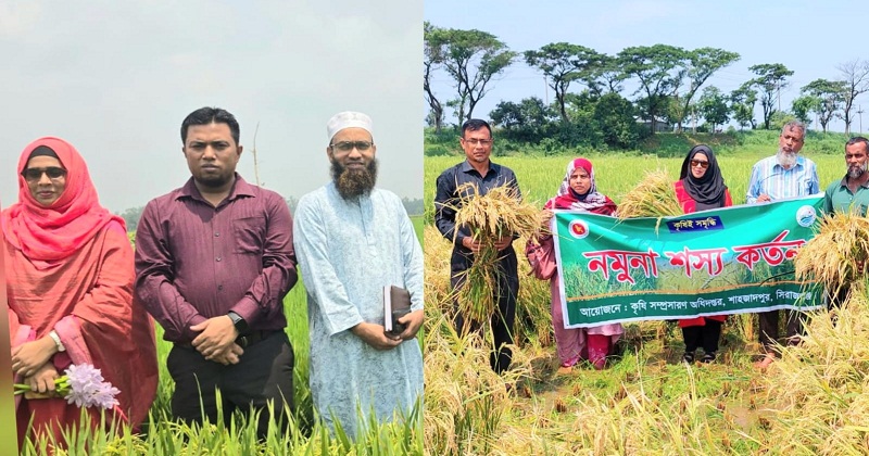 ব্রি ধান-১০৮ এর বাম্পার ফলনের আশা