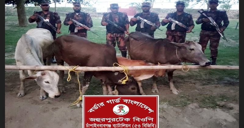 চাঁপাইনবাবগঞ্জ সীমান্তে ভারতীয় গরু জব্দ করেছে বিজিবি