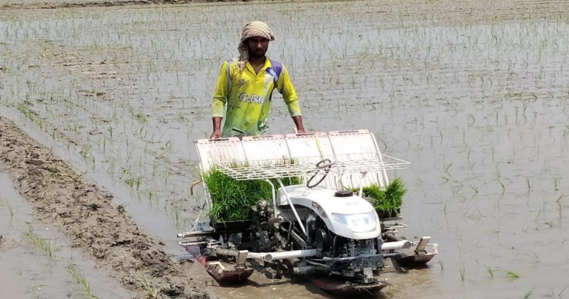 ডোমারে ভিত্তি বীজআলু উৎপাদনের পাশাপাশি ভিত্তি ধান বীজ উৎপাদনের লক্ষে আউশ ধান রোপন করা হচ্ছে।