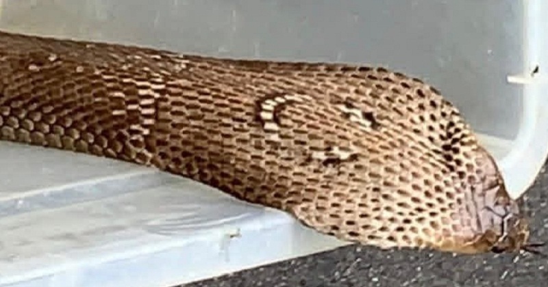বিষধর গোখরা উদ্ধার