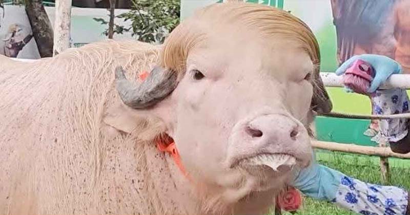 গোলাপি রঙের এলবিনো মহিষ ‘ডোনাল্ড ট্রাম্প’ এখন সামাজিক যোগাযোগমাধ্যমে ভাইরাল