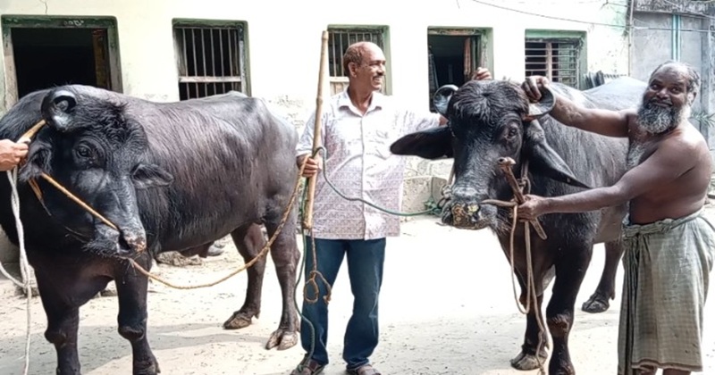 গাংনীতে গরুর খামার থেকে মহিষের খামার, স্বল্প পুুঁজিতে বেশি লাভ