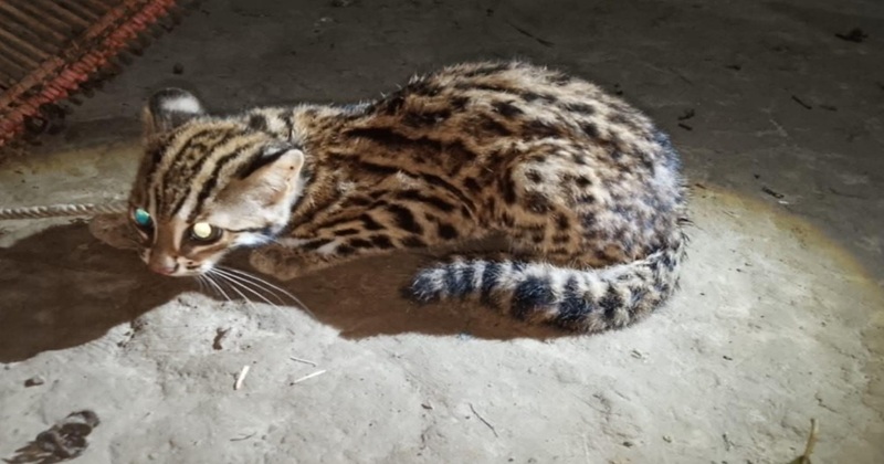 চুনারুঘাটে খাবারের সন্ধানে লোকালয়ে মেছো বিড়াল