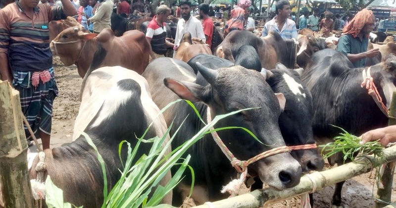 ঘোড়াঘাটে কোরাবানির ঈদকে সামনে রেখে জমে উঠেছে পশুর হাট ছবিটি গত বৃহস্পতিবার উপজেলার রাণীগঞ্জ হাট থেকে তোলা