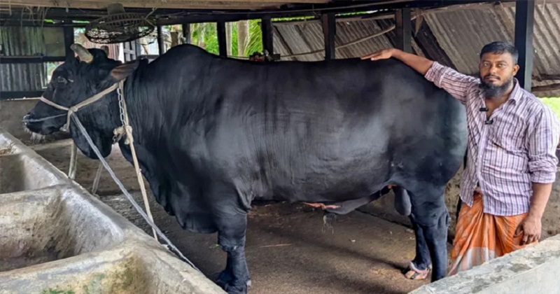 ‘কালো মানিক’