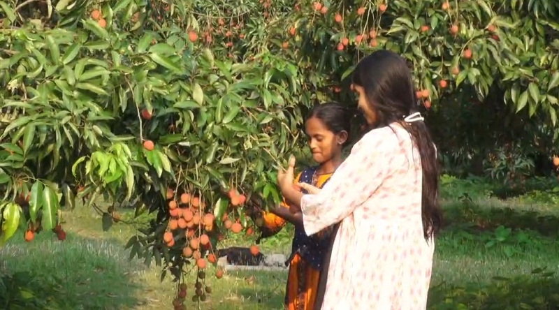 শিশুরা আসছে বিনা পয়সার বাগানে লিচু খেতে