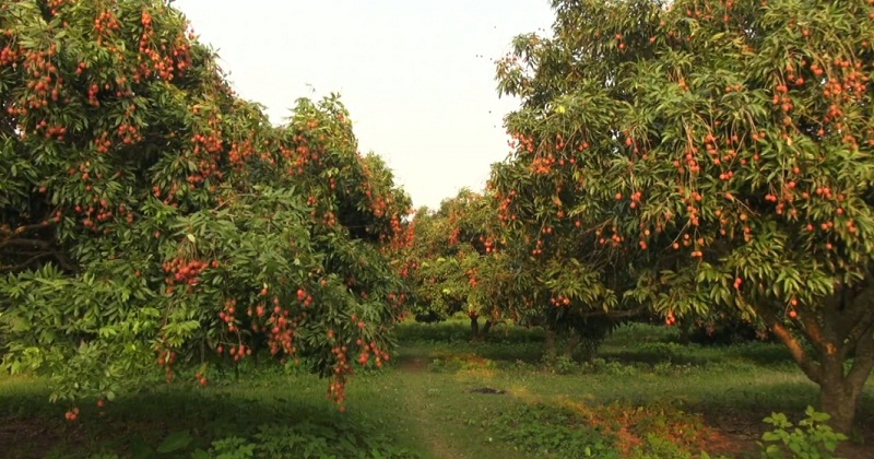 যে বাগানে লিচু খেতে কোনো টাকা লাগে না!