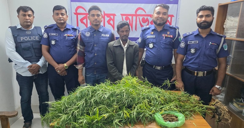 লাখাইয়ে পরিত্যক্ত ঘরের পাশ থেকে গাঁজা গাছসহ আটক ১