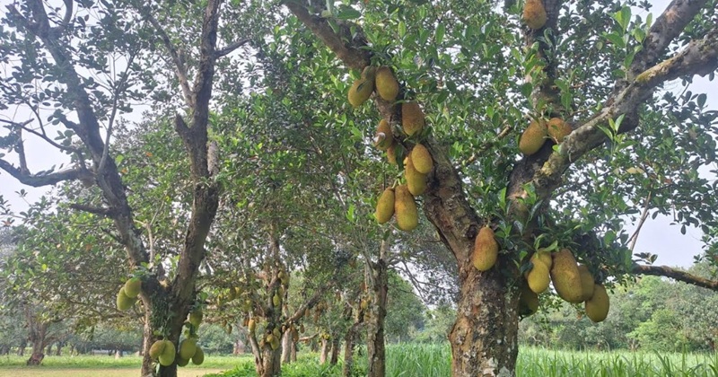 ব্রাহ্মণবাড়িয়ায় কাঁঠালের বাম্পার ফলন, প্রায় ২১ কোটি টাকার কাঁঠাল বিক্রির আশা