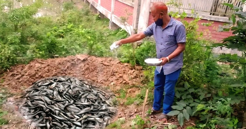 নন্দীগ্রামে অক্সিজেন সংকটে মারা গেল মাছ, দিশেহারা চাষি