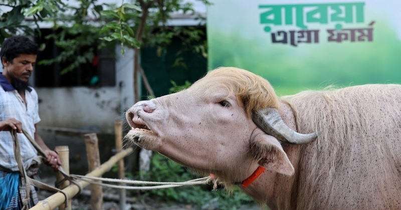 আলোচিত মহিষ ‘ডোনাল্ড ট্রাম্প’