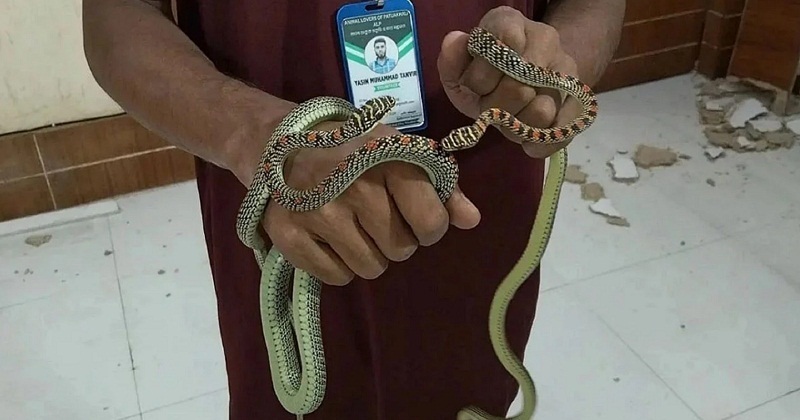 ডিআইজির কক্ষের দেয়াল ভেঙে দুইটি সাপ উদ্ধার