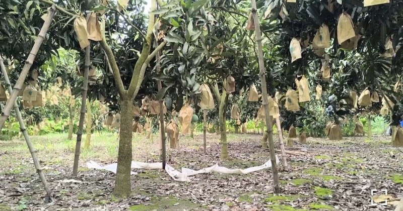 রাজবাড়ীতে দিন দিন জনপ্রিয় হচ্ছে ফুটব্যাগিং পদ্ধতি