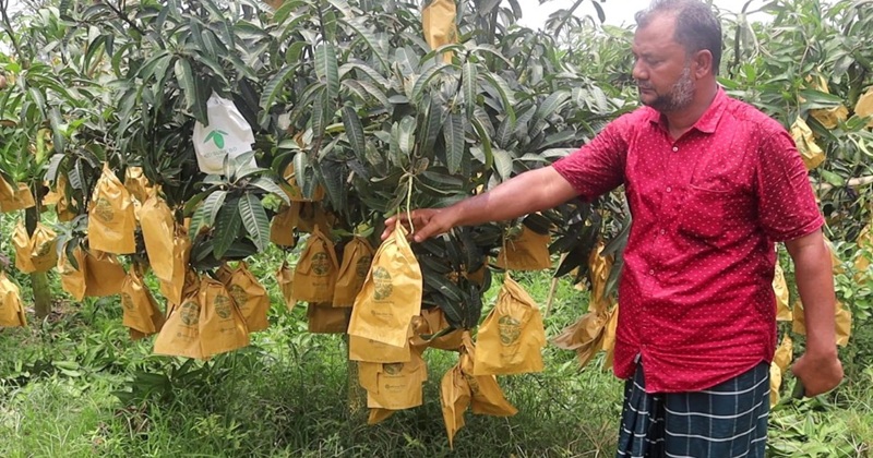 নওগাঁয় ফ্রুট ব্যাগের তীব্র সংকট, বিপাকে আম চাষিরা