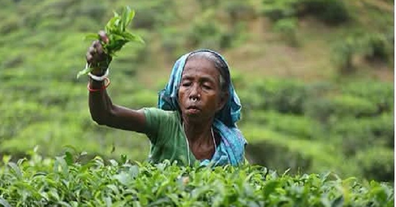 চা-বাগানে বাড়ছে যক্ষ্মা