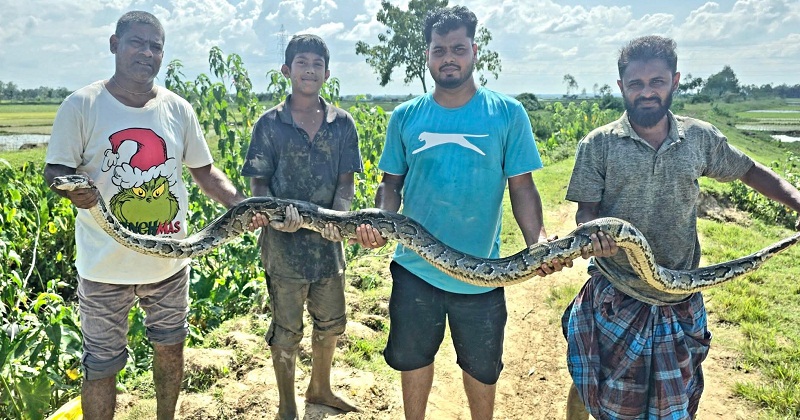 অজগর সাপ উদ্ধার