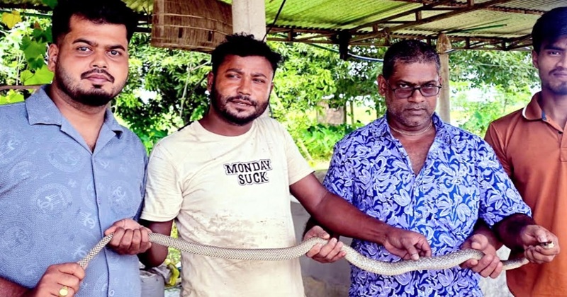 শ্রীমঙ্গলে দাঁড়াশ সাপসহ ৩ প্রাণী উদ্ধার