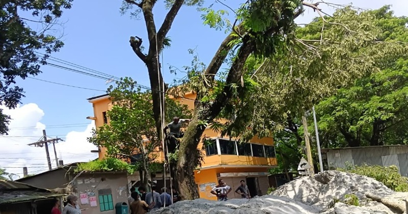 চাটখিলে সরকারি গাছ কাটার চেষ্টা পণ্ড: তদন্ত ও অনুমতি ছাড়া গাছ কাটা বেআইনি ঘোষণা বন কর্মকর্তার