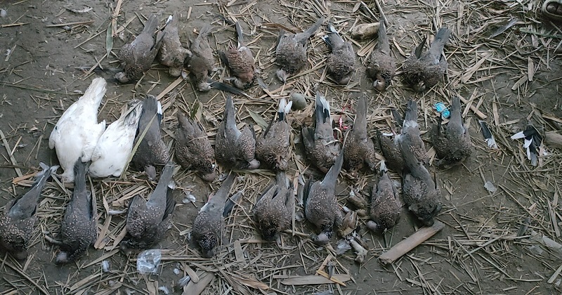 ছবি : প্রতিনিধি
