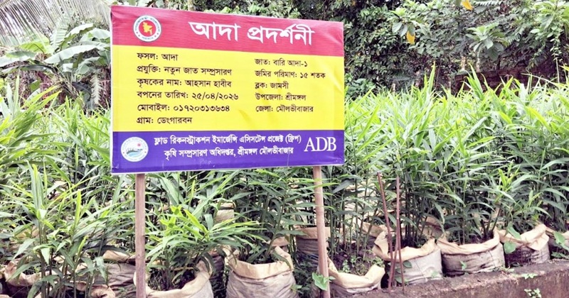 শ্রীমঙ্গলে বস্তায় আদা চাষ কৃষিতে নতুন সম্ভাবনার দ্বার খুলে দিয়েছে