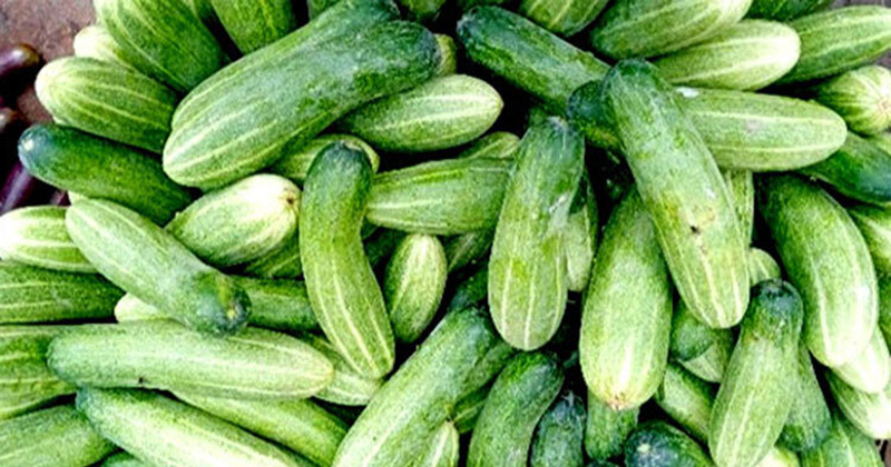 শসা
