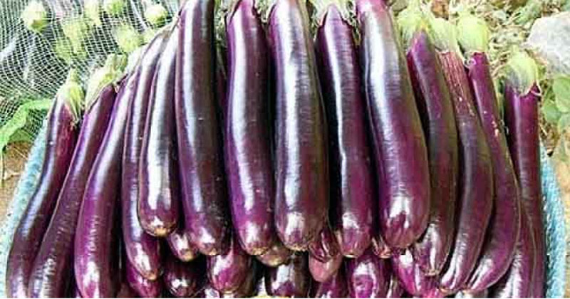 বেগুন