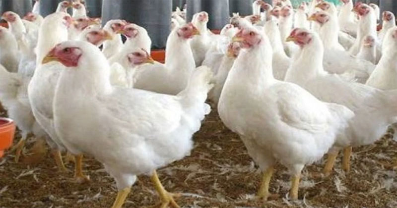 ব্রয়লার মুরগি