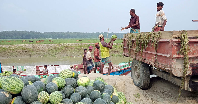 তরমুজ