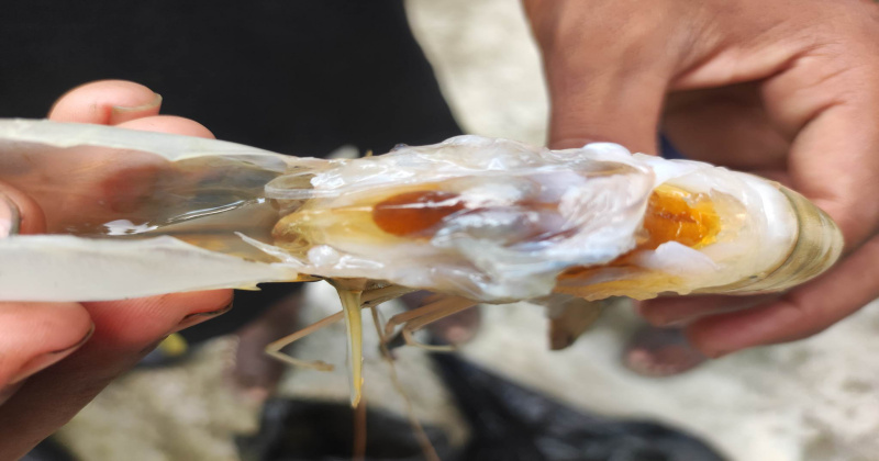 চিংড়ি মাছ 