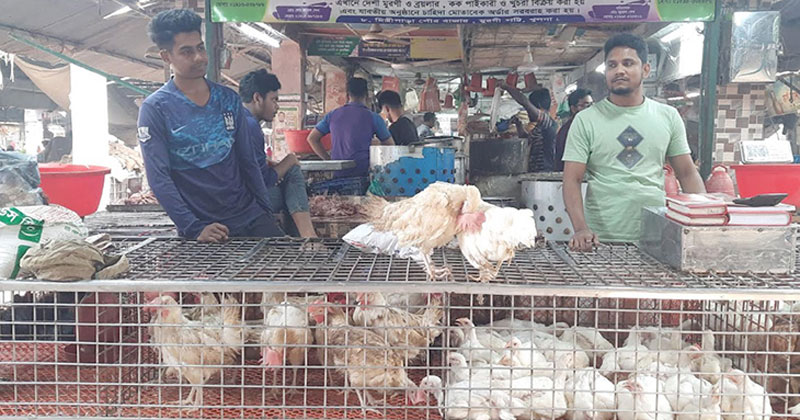 মুরগি