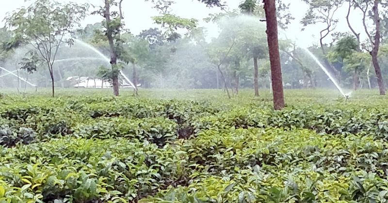 শ্রীমঙ্গলের ভাড়াউড়া চা বাগানে কৃত্রিম উপায়ে পানি দিয়ে চা গাছ সতেজ রাখার চেষ্টা করা হচ্ছে