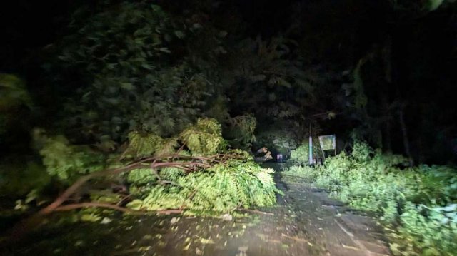 কক্সবাজার ও মহেশখালীতে গাছচাপায় দু'জনের মৃত্যুর খবর পাওয়া গেছে