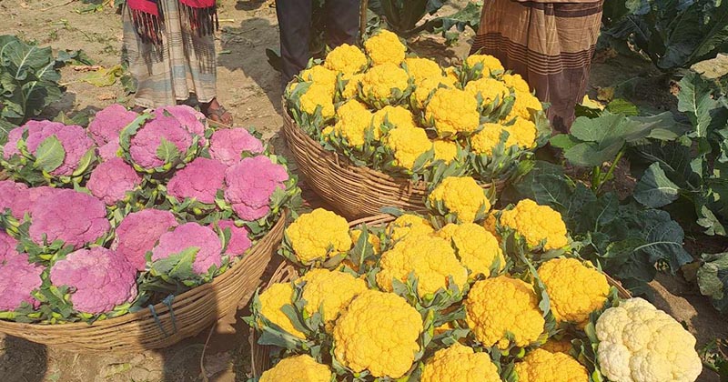 রঙিন ফুলকপি