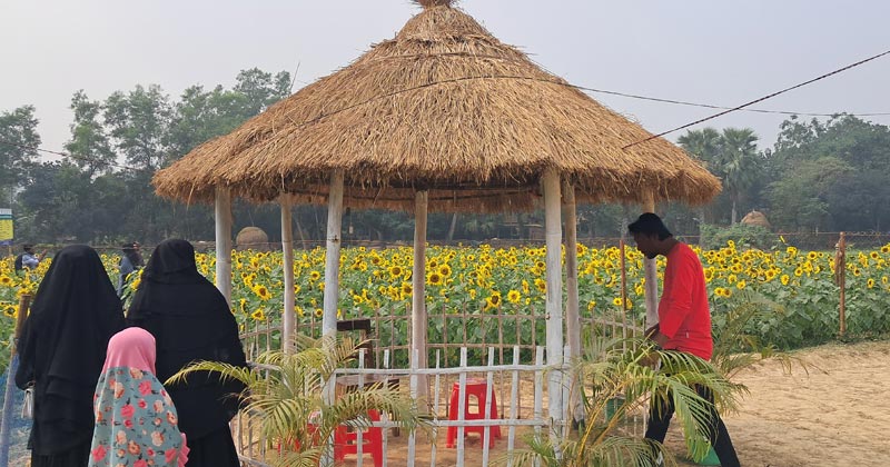 সূর্যমুখী ফুল।